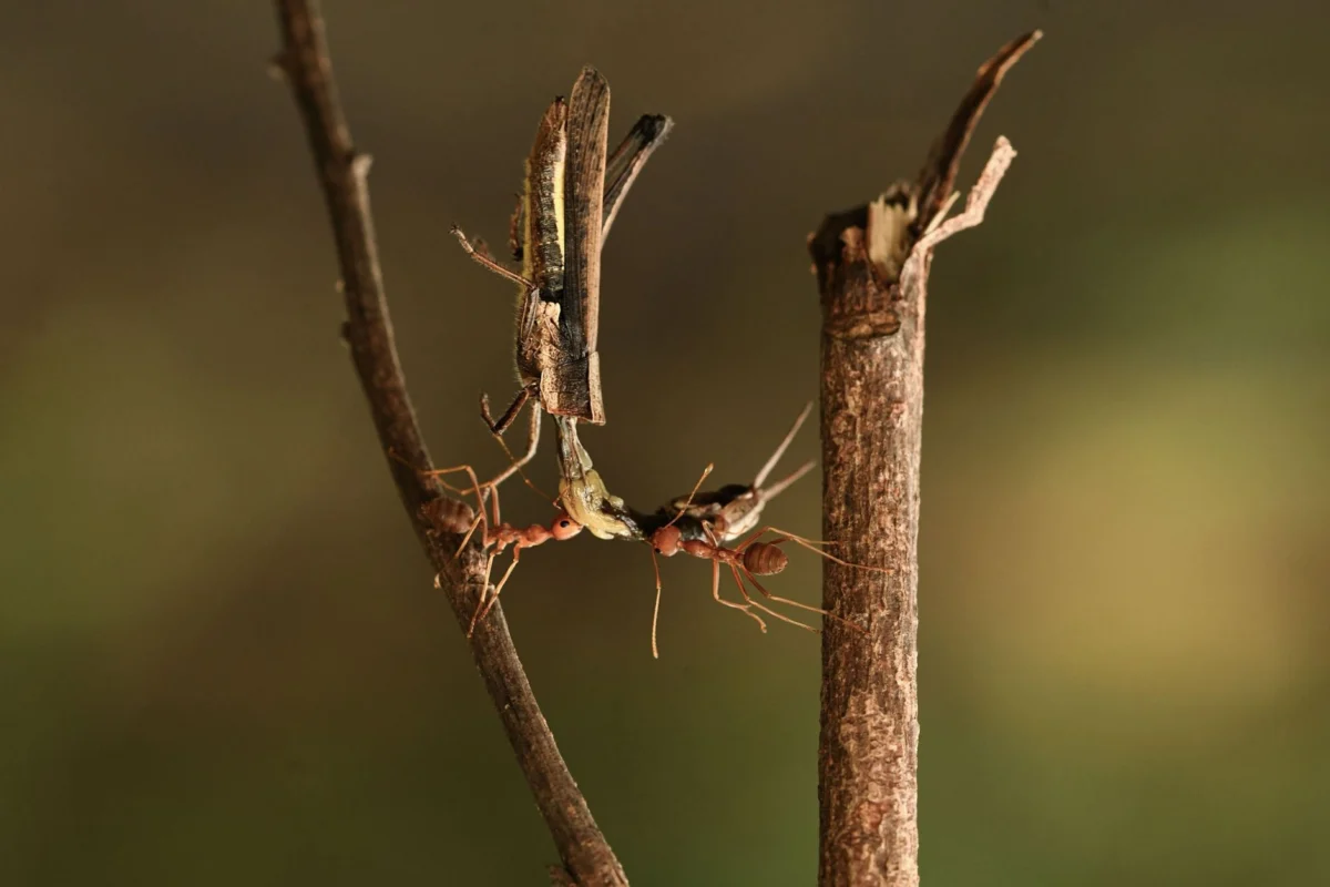 Ant Control in Arizona