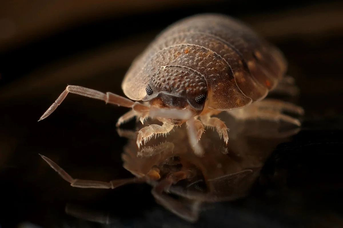 Bed Bug Treatment in Arizona