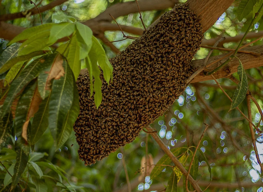 Bee and Wasp Removal in Arizona
