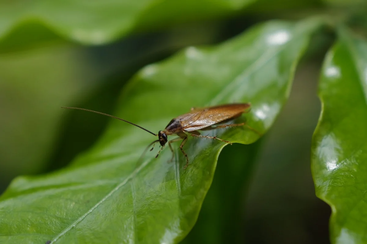Cockroach Control in Arizona