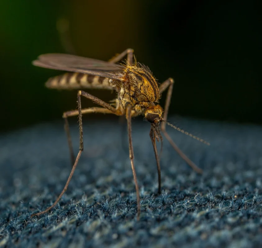 Mosquito Control in Arizona