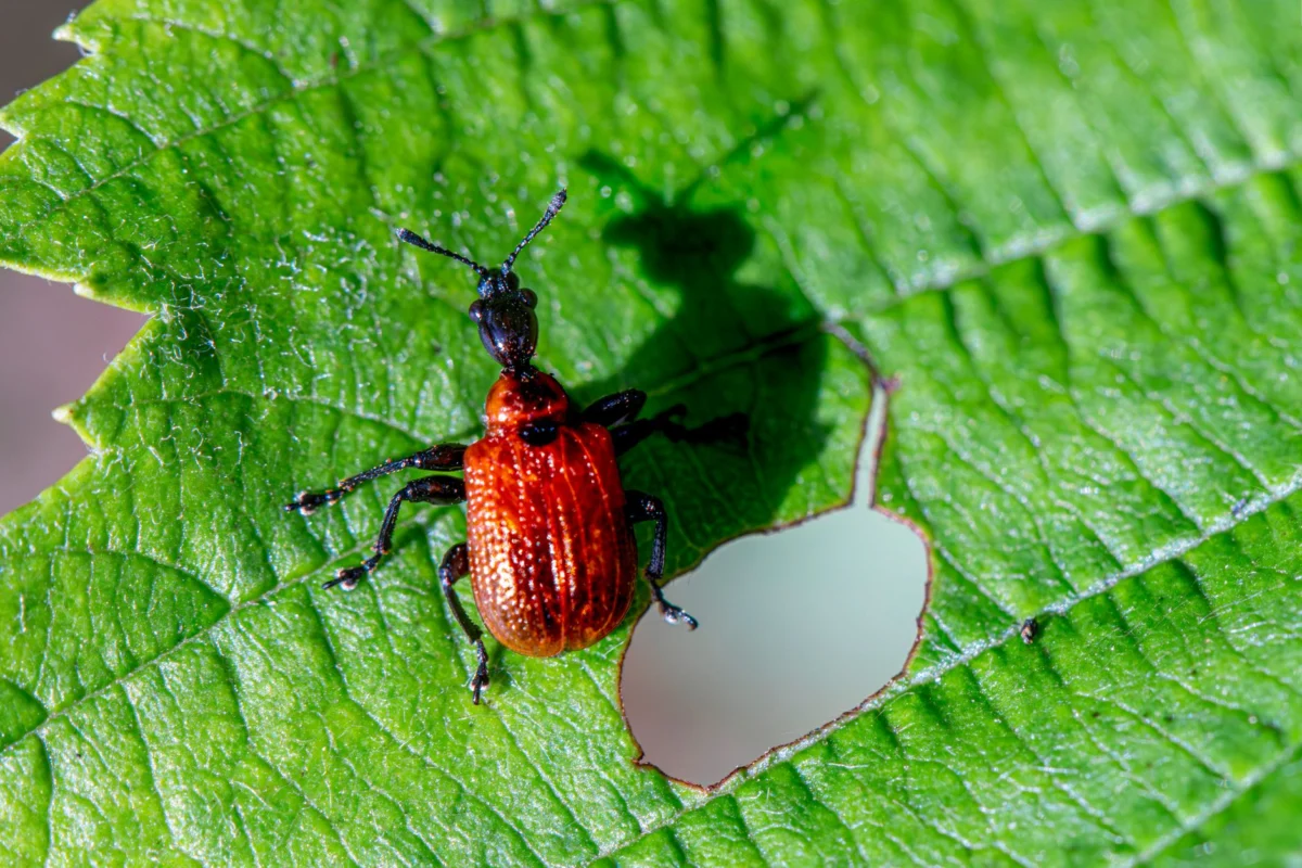 Mosquito Control in Arizona