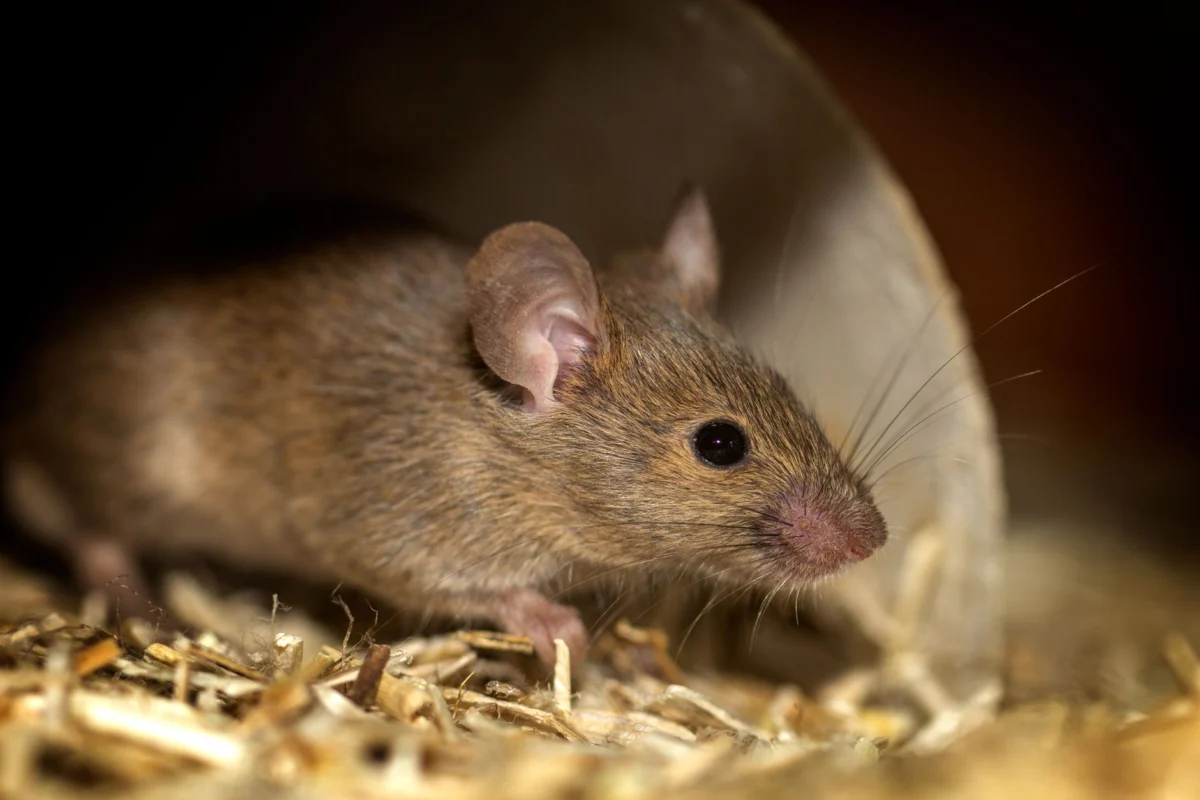 Rodent Control in Arizona