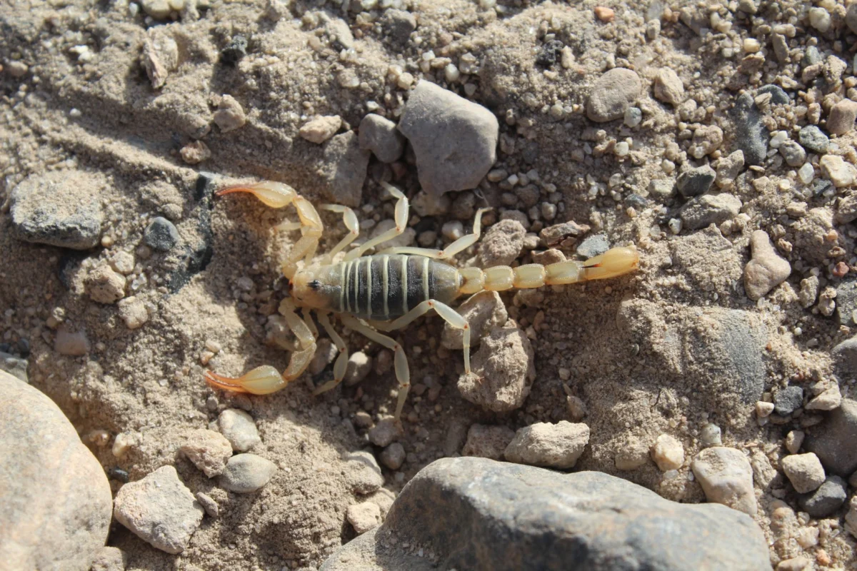 Scorpion Control in Arizona