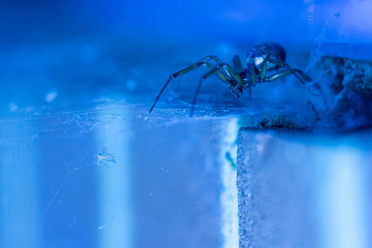 Spider Control in Arizona