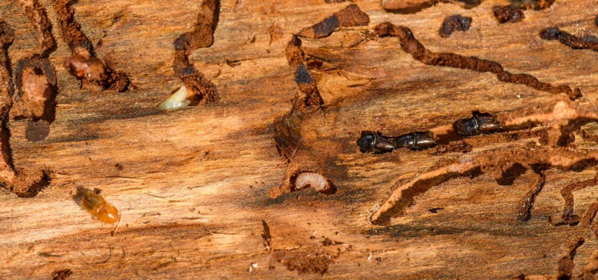 Termite Treatment in Arizona