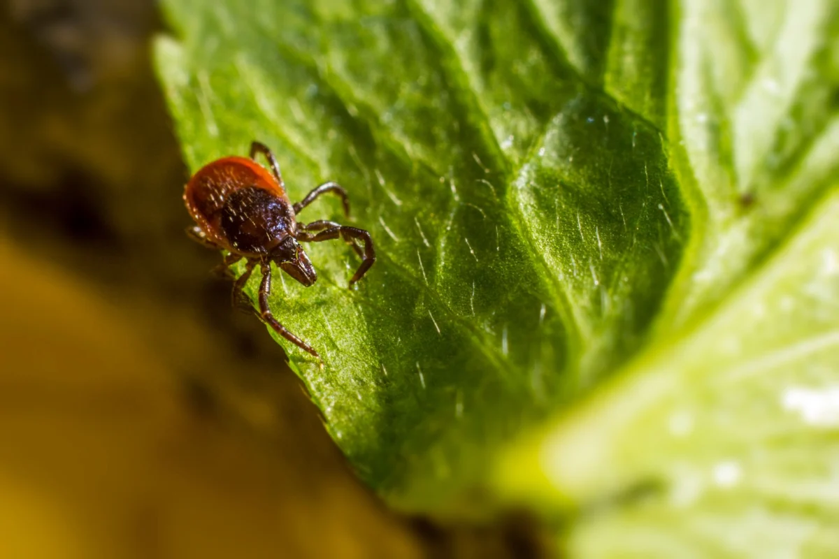 Tick and Flea Control in Arizona